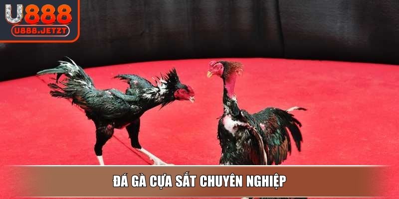 Đá Gà Campuchia - Luật Và Hình Thức Thi Đấu Hấp Dẫn Tại U888 4 Đá gà cựa sắt chuyên nghiệp