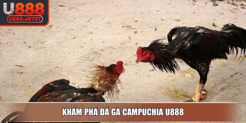 Đá Gà Campuchia - Luật Và Hình Thức Thi Đấu Hấp Dẫn Tại U888 2 Khám phá đá gà Campuchia U888