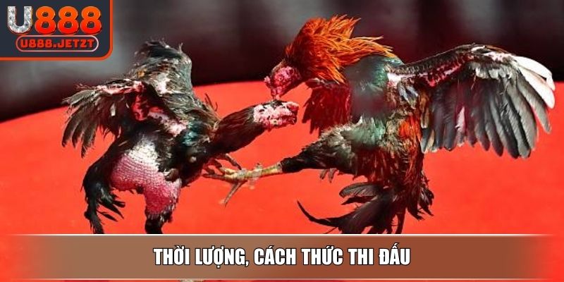 Đá Gà Campuchia - Luật Và Hình Thức Thi Đấu Hấp Dẫn Tại U888 3 Thời lượng, cách thức thi đấu