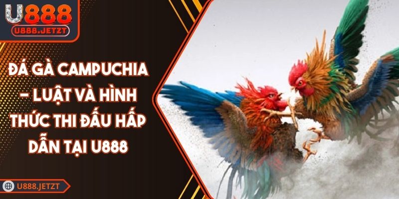 Đá Gà Campuchia - Luật Và Hình Thức Thi Đấu Hấp Dẫn Tại U888 1 Đá Gà Campuchia - Luật Và Hình Thức Thi Đấu Hấp Dẫn Tại U888