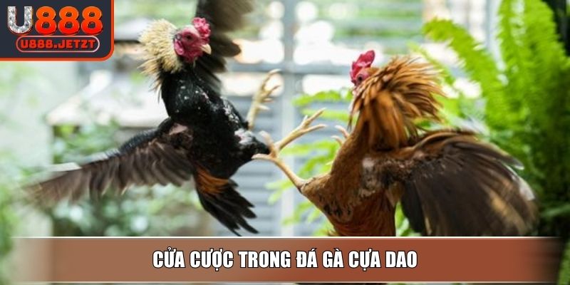 Đá Gà Cựa Dao - Hướng Dẫn Cách Chơi Và Mẹo Dễ Thắng Tại U888 3 Cửa cược trong đá gà cựa dao