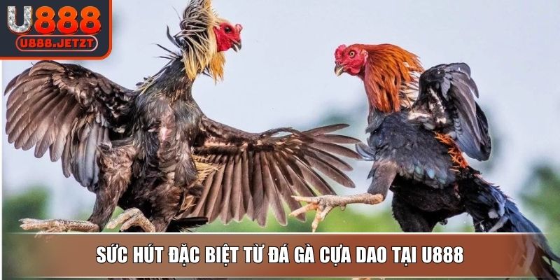 Đá Gà Cựa Dao - Hướng Dẫn Cách Chơi Và Mẹo Dễ Thắng Tại U888 2 Sức hút đặc biệt từ đá gà cựa dao tại U888