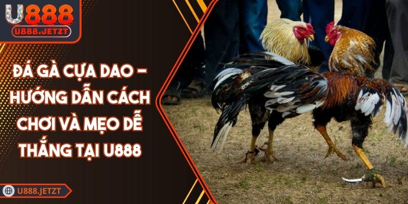 Đá Gà Cựa Dao - Hướng Dẫn Cách Chơi Và Mẹo Dễ Thắng Tại U888 1 Đá Gà Cựa Dao - Hướng Dẫn Cách Chơi Và Mẹo Dễ Thắng Tại U888