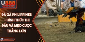Đá Gà Philippines - Hình Thức Thi Đấu Và Mẹo Cược Thắng Lớn