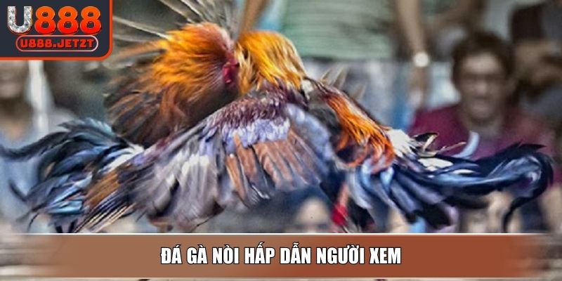 Đá Gà Philippines - Hình Thức Thi Đấu Và Mẹo Cược Thắng Lớn 3 Đá gà nòi hấp dẫn người xem