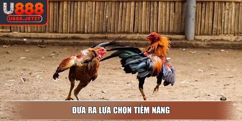 Đá Gà Philippines - Hình Thức Thi Đấu Và Mẹo Cược Thắng Lớn 4 Đưa ra lựa chọn tiềm năng