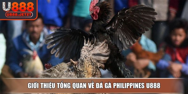 Đá Gà Philippines - Hình Thức Thi Đấu Và Mẹo Cược Thắng Lớn 2 Giới thiệu tổng quan về đá gà Philippines U888