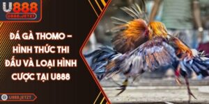 Đá Gà Thomo - Hình Thức Thi Đấu Và Loại Hình Cược Tại U888