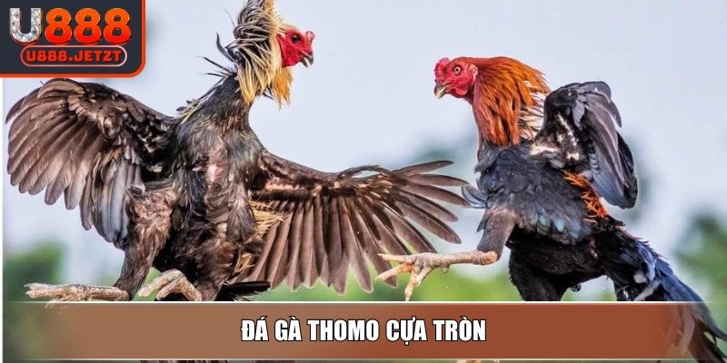 Đá Gà Thomo - Hình Thức Thi Đấu Và Loại Hình Cược Tại U888 3 Đá gà Thomo cựa tròn