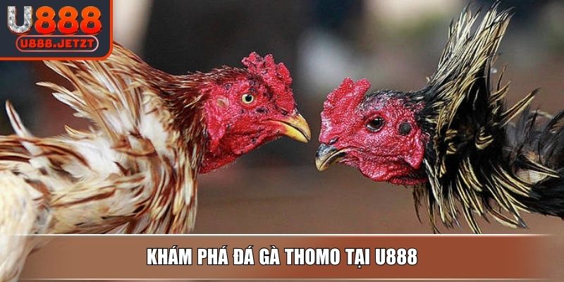 Đá Gà Thomo - Hình Thức Thi Đấu Và Loại Hình Cược Tại U888 2 Khám phá đá gà Thomo tại U888