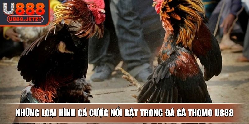 Đá Gà Thomo - Hình Thức Thi Đấu Và Loại Hình Cược Tại U888 4 Những loại hình cá cược nổi bật trong đá gà Thomo U888
